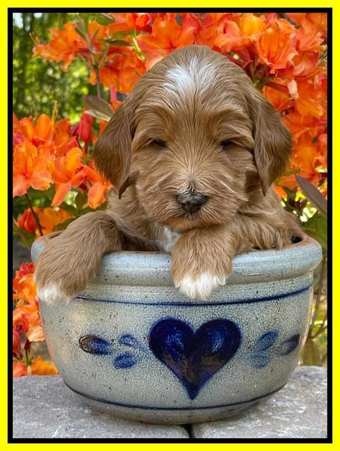 Misha Rebel pups 4 wks old 281