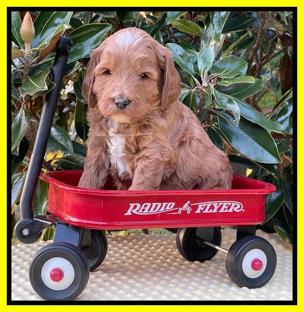 Misha Rebel pups 5 weeks old 251