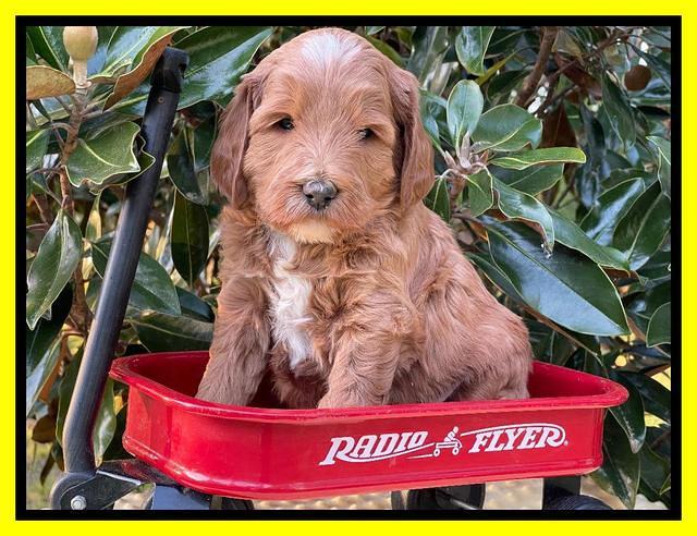 Misha Rebel pups 5 weeks old 261