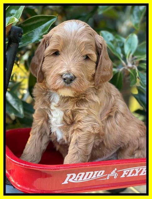 Misha Rebel pups 5 weeks old 281