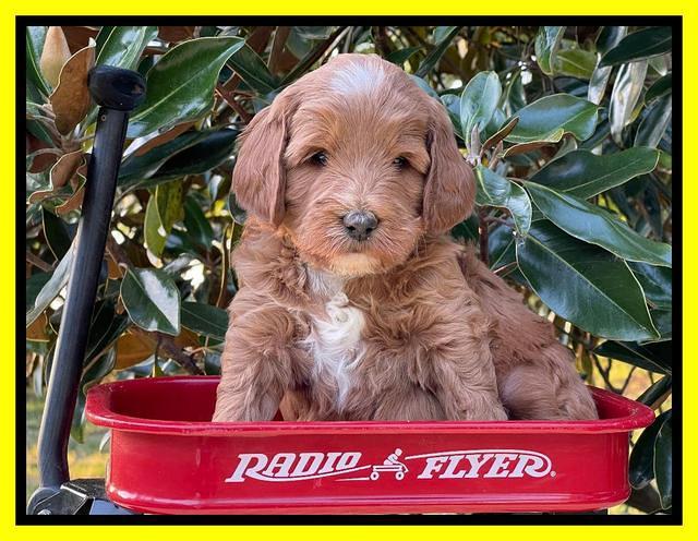 Misha Rebel pups 5 weeks old 301
