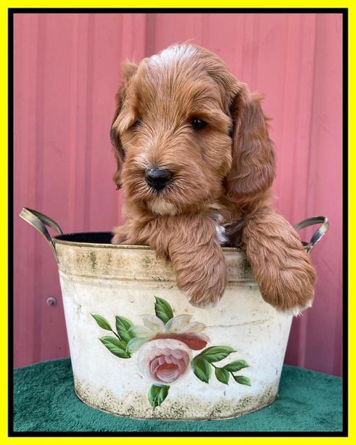 Misha Rebel pups 6 wks old 221