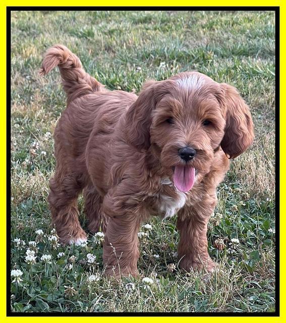 Misha Rebel pups 7 wks old 201