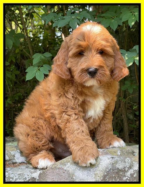 Misha Rebel pups 8 wks old 12100