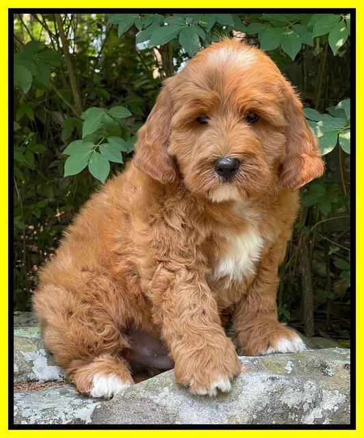 Misha Rebel pups 8 wks old 8100