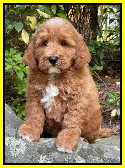 Misha Rebel pups 8 wks old 9100