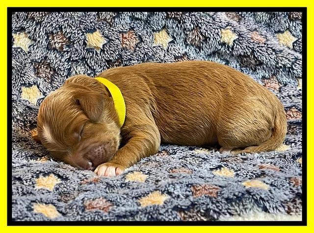 misha Rebel 1 wk old 161