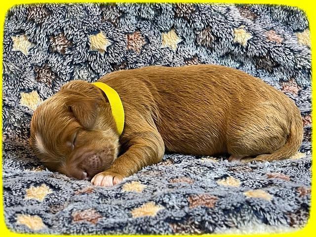 misha Rebel 1 wk old 171