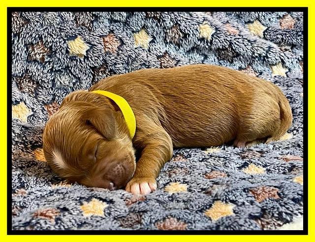 misha Rebel 1 wk old 181