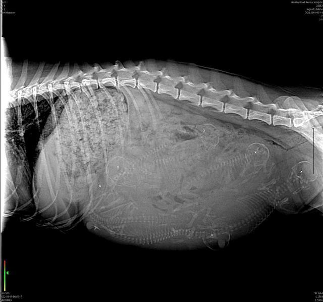 Misha Preg xray 1 with Rebel