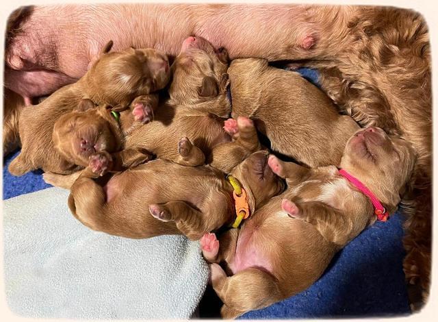 Misha Boots One week old pups 211