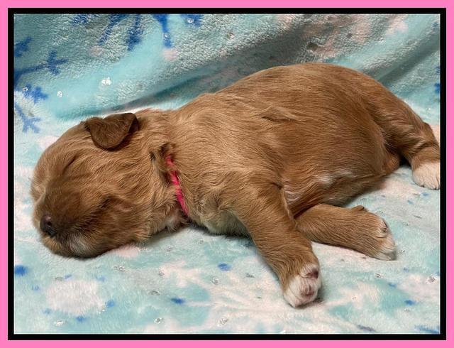 Misha Boots 2 week old pups 11