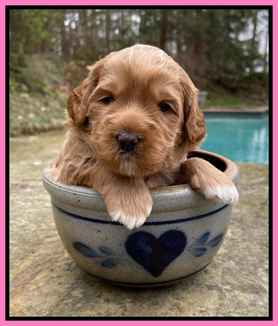 Misha Boots 3 week old pups 11