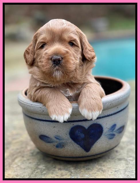 Misha Boots 3 week old pups 21