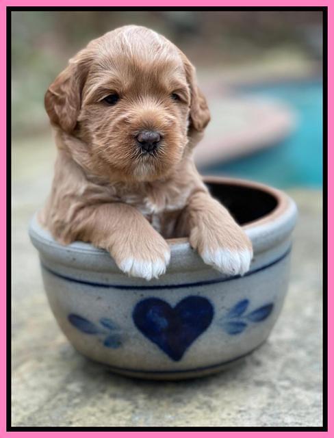 Misha Boots 3 week old pups 31