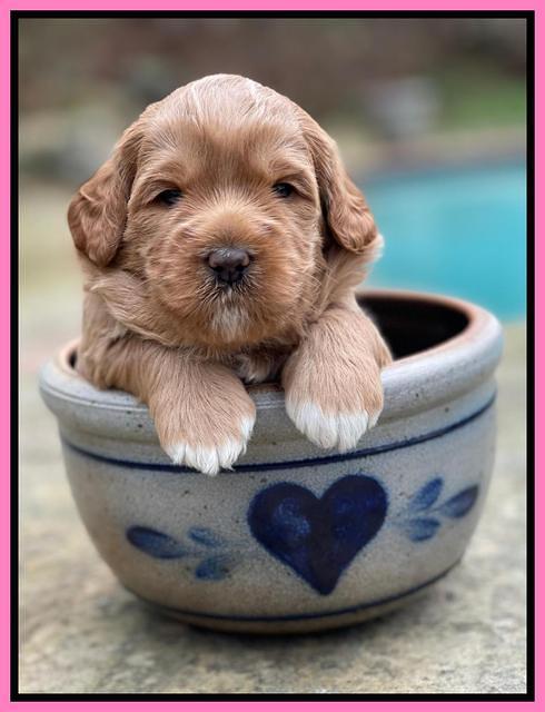 Misha Boots 3 week old pups 41