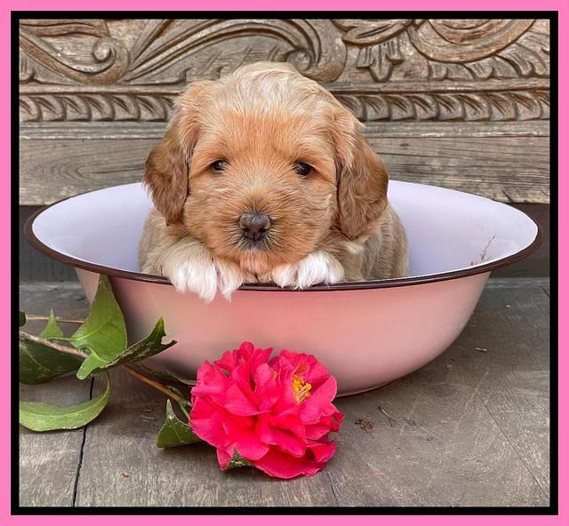 Misha Boots 4 week old pups 31