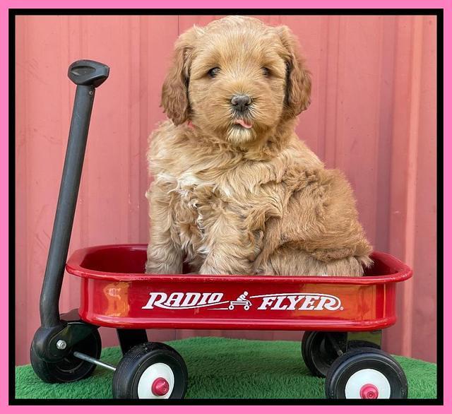 Misha Boots 5 week old pups 11