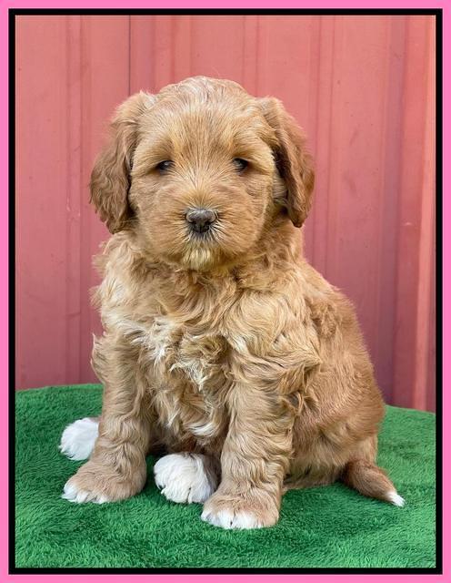 Misha Boots 5 week old pups 21