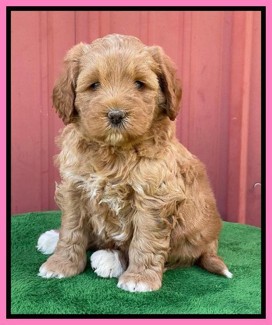 Misha Boots 5 week old pups 41