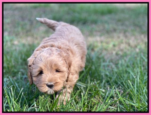 Misha Boots 5.5-6.5 week old pups 11
