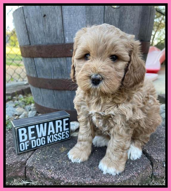 Misha Boots 5.5-6.5 week old pups 51