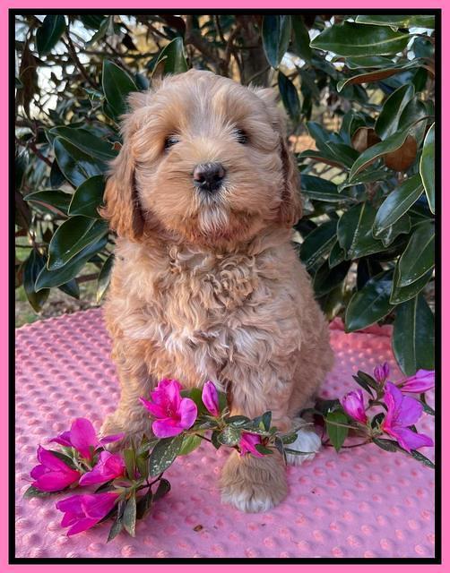 Misha Boots 7 week old pups 31