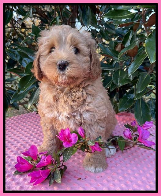 Misha Boots 7 week old pups 41