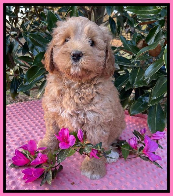Misha Boots 7 week old pups 51