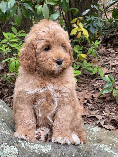Misha Boots 8 week old pups 31