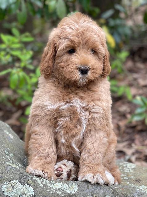 Misha Boots 8 week old pups 61