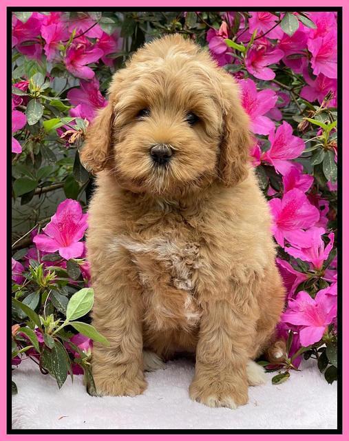 Misha Boots 8 week old pups 71