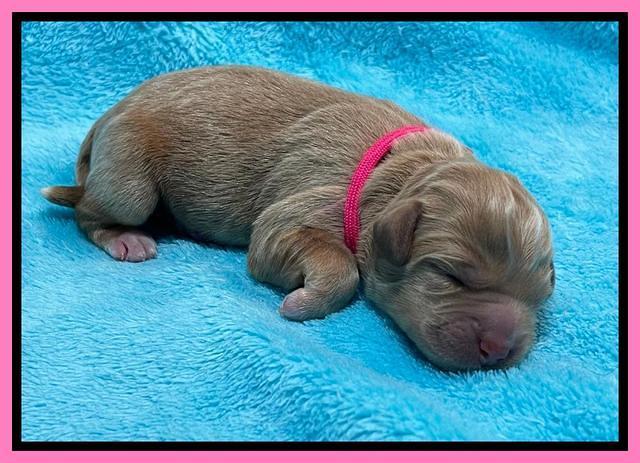 Misha Boots Newborn pups 11