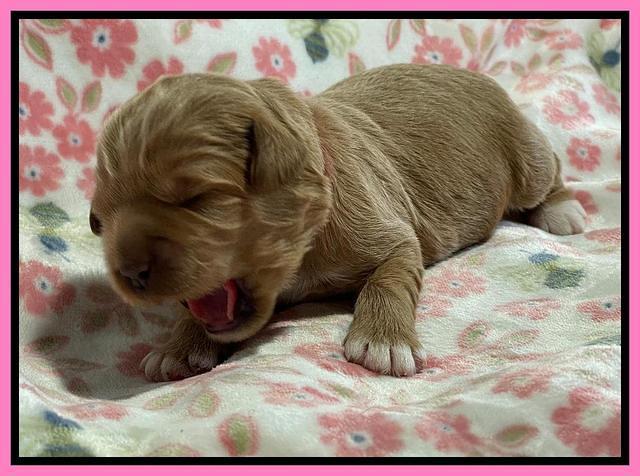 Misha Boots One week old pups 31