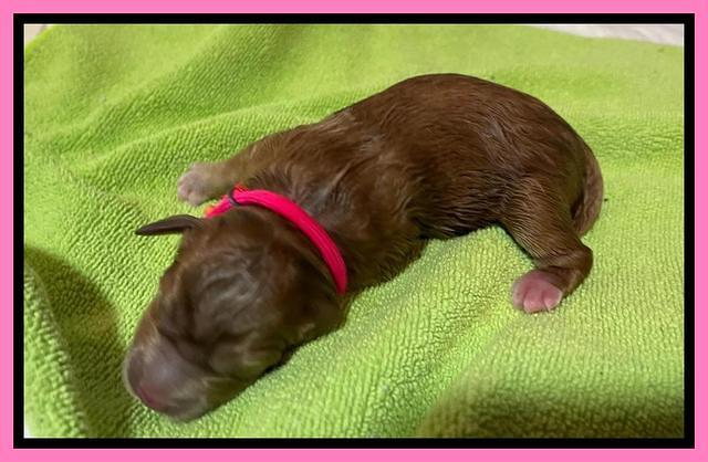 Misha Boots newborn puppies 11