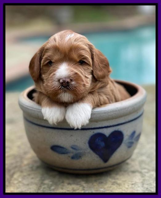 Misha Boots 3 week old pups 61
