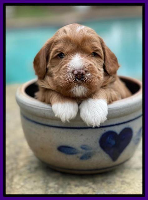 Misha Boots 3 week old pups 71