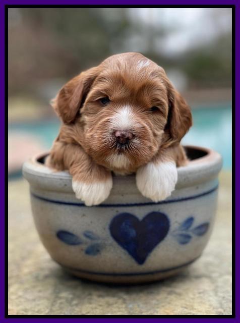 Misha Boots 3 week old pups 81