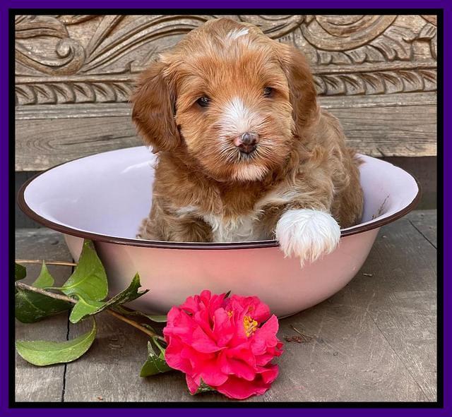 Misha Boots 4 week old pups 91