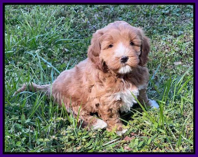 Misha Boots 5.5-6.5 week old pups 71