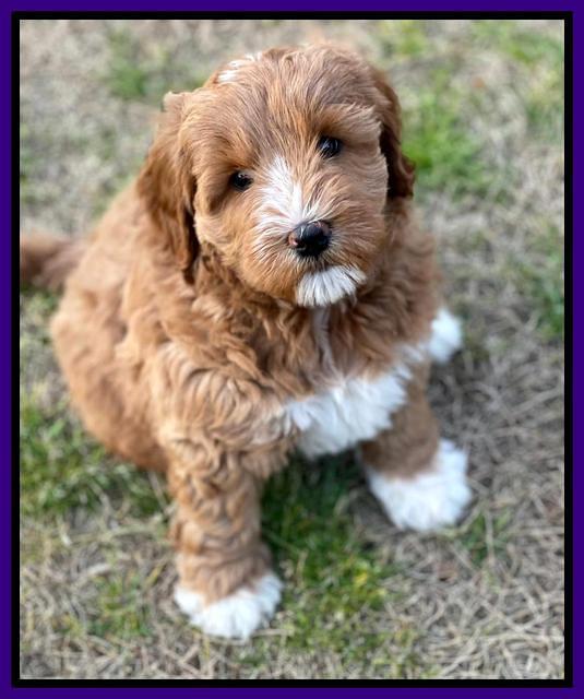 Misha Boots 7 week old pups 101