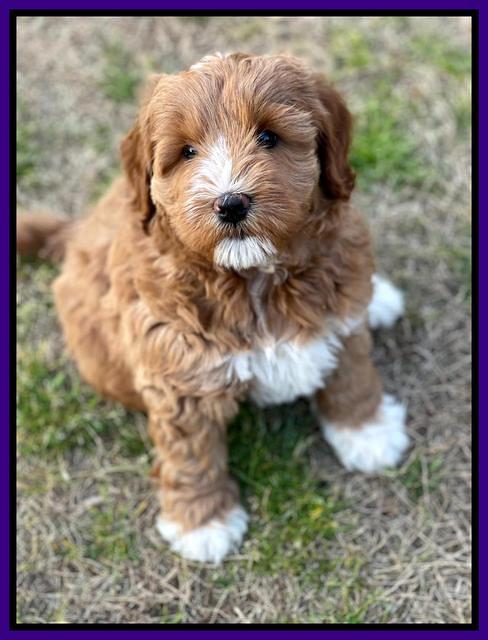 Misha Boots 7 week old pups 121