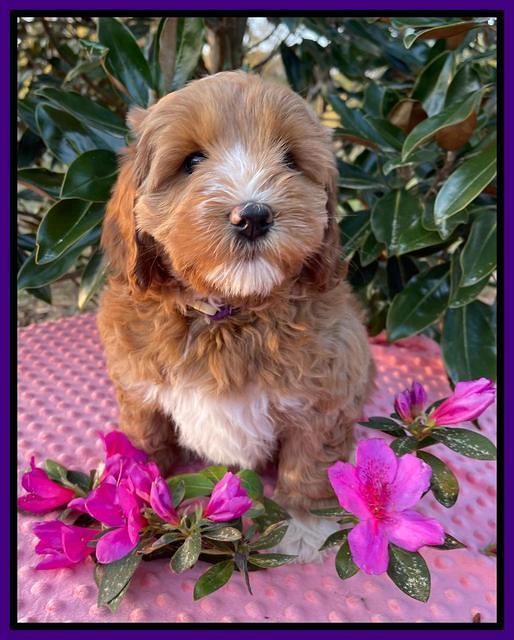 Misha Boots 7 week old pups 181