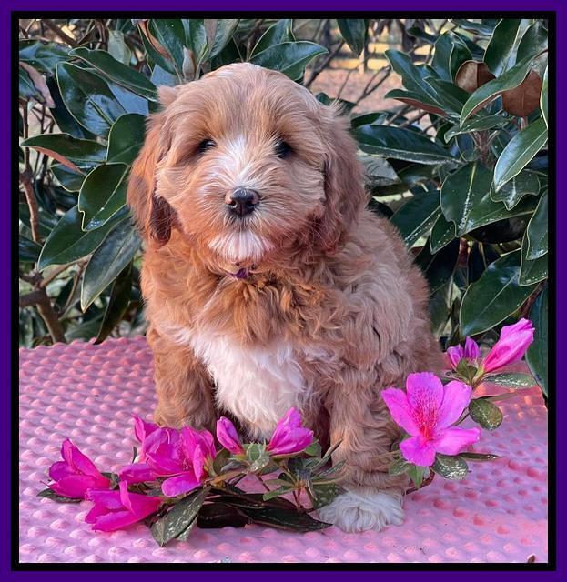 Misha Boots 7 week old pups 191
