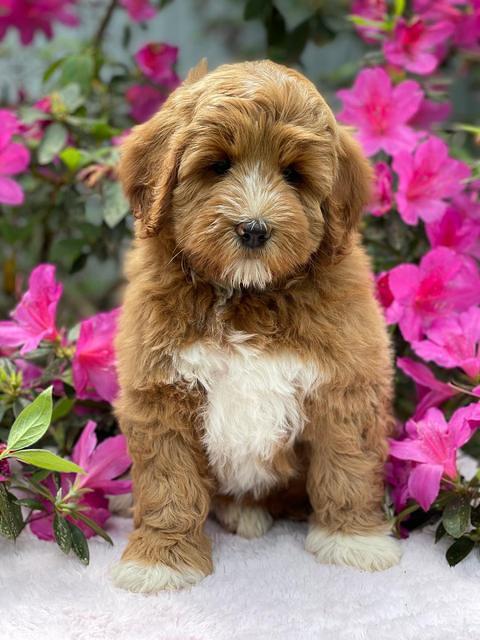 Misha Boots 8 week old pups 111
