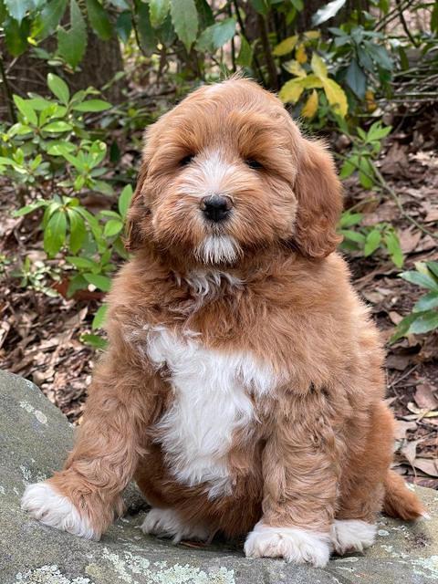 Misha Boots 8 week old pups 121