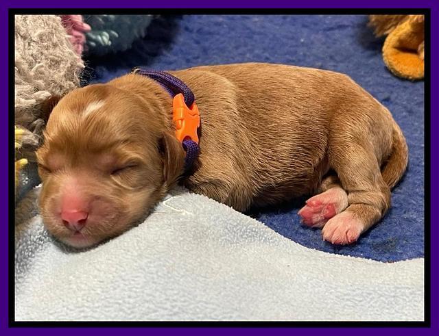 Misha Boots One week old pups 61