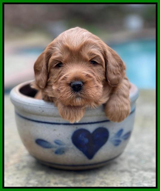 Misha Boots 3 week old pups 131