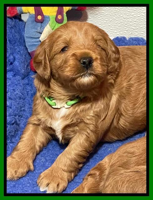 Misha Boots 3 week old pups 171