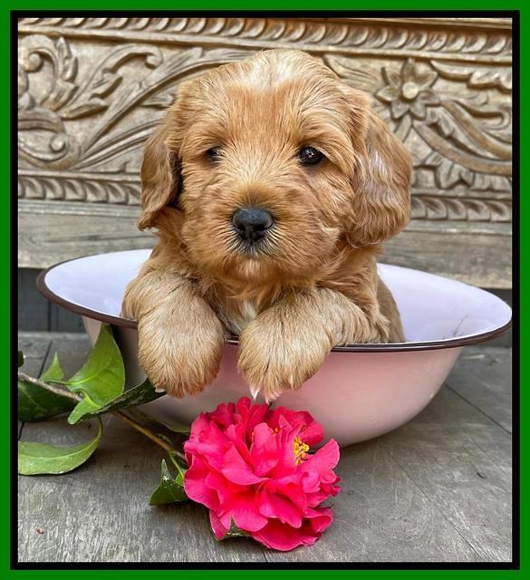 Misha Boots 4 week old pups 141